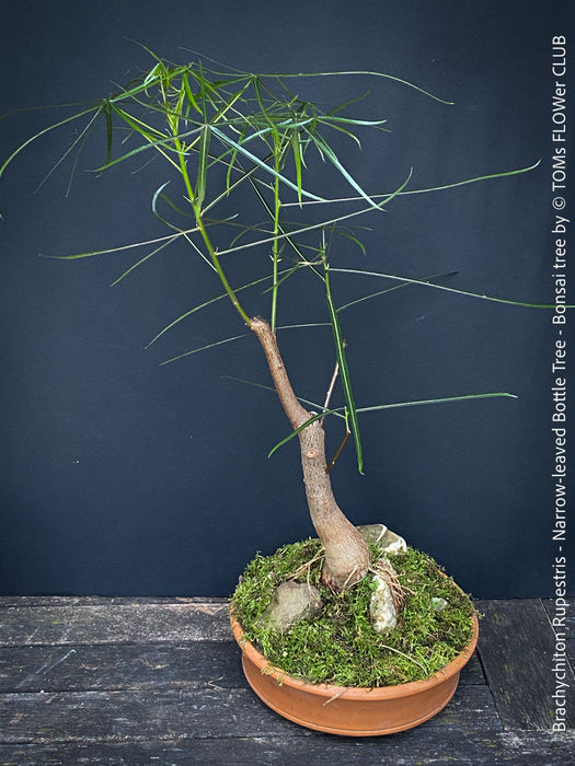 Brachychiton Rupestris, bonsai tree, narrow-leaved bottle tree or Queensland bottle tree, organically grown tropical plants for sale at TOMs FLOWer CLUB.