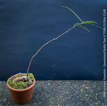 Brachychiton Rupestris, Queensland Bottle Tree, bonsai tree, narrow-leaved bottle tree, organically grown tropical plants for sale at TOMs FLOWer CLUB.