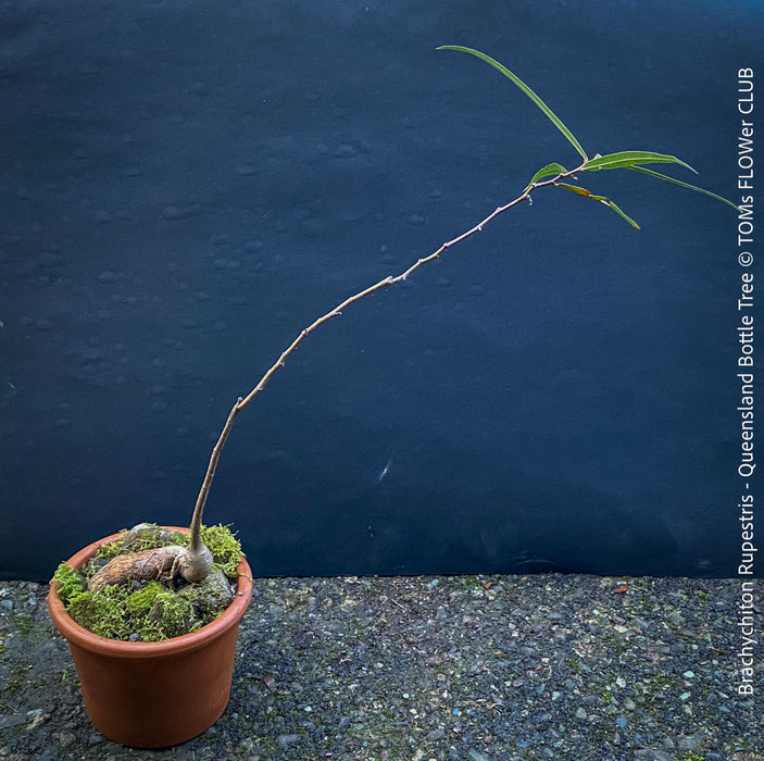 Brachychiton Rupestris, Queensland Bottle Tree, bonsai tree, narrow-leaved bottle tree, organically grown tropical plants for sale at TOMs FLOWer CLUB.