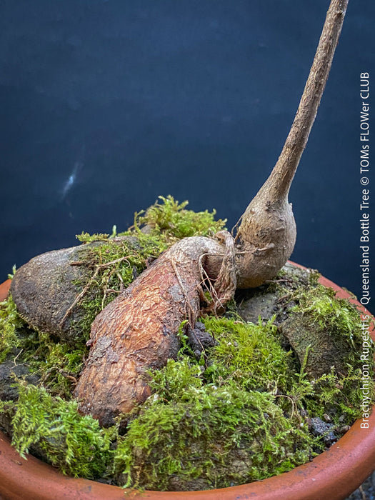 Brachychiton Rupestris, Queensland Bottle Tree, bonsai tree, narrow-leaved bottle tree, organically grown tropical plants for sale at TOMs FLOWer CLUB.