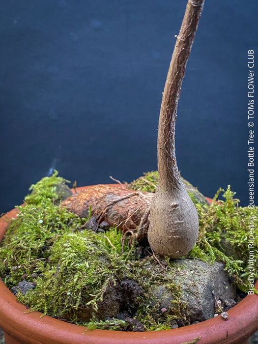 Brachychiton Rupestris, Queensland Bottle Tree, bonsai tree, narrow-leaved bottle tree, organically grown tropical plants for sale at TOMs FLOWer CLUB.