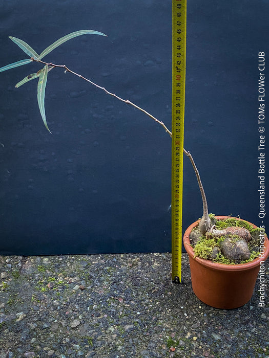 Brachychiton Rupestris, Queensland Bottle Tree, bonsai tree, narrow-leaved bottle tree, organically grown tropical plants for sale at TOMs FLOWer CLUB.