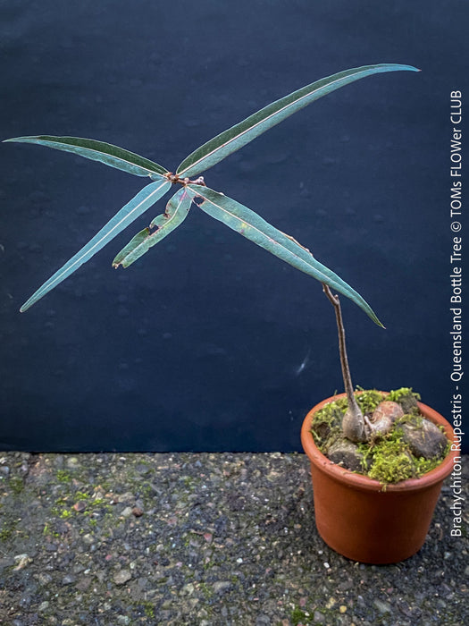 Brachychiton Rupestris, Queensland Bottle Tree, bonsai tree, narrow-leaved bottle tree, organically grown tropical plants for sale at TOMs FLOWer CLUB.