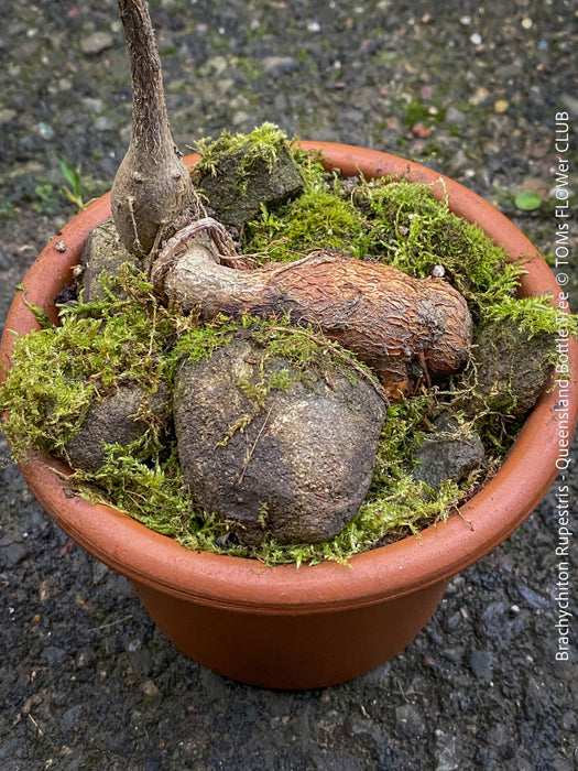Brachychiton Rupestris, Queensland Bottle Tree, bonsai tree, narrow-leaved bottle tree, organically grown tropical plants for sale at TOMs FLOWer CLUB.