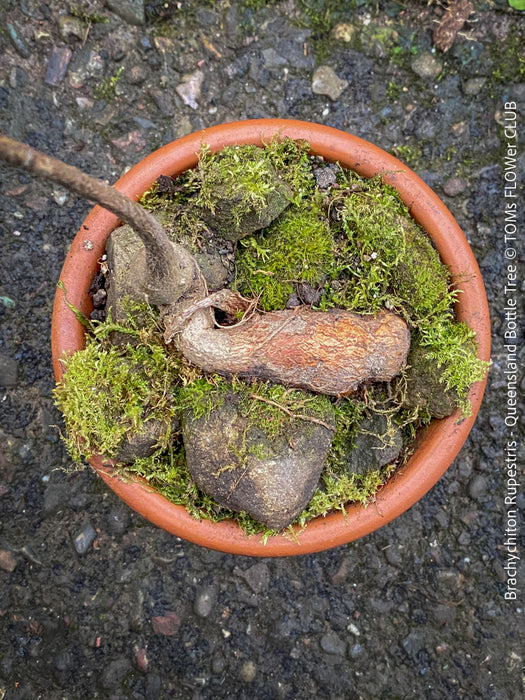 Brachychiton Rupestris, Queensland Bottle Tree, bonsai tree, narrow-leaved bottle tree, organically grown tropical plants for sale at TOMs FLOWer CLUB.