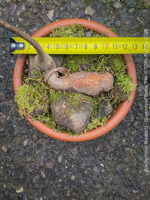 Brachychiton Rupestris, Queensland Bottle Tree, bonsai tree, narrow-leaved bottle tree, organically grown tropical plants for sale at TOMs FLOWer CLUB.