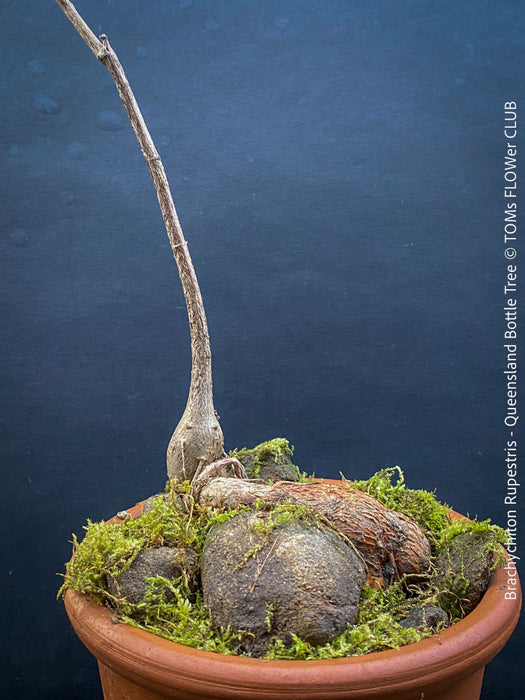Brachychiton Rupestris, Queensland Bottle Tree, bonsai tree, narrow-leaved bottle tree, organically grown tropical plants for sale at TOMs FLOWer CLUB.
