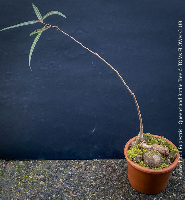 Brachychiton Rupestris, Queensland Bottle Tree, bonsai tree, narrow-leaved bottle tree, organically grown tropical plants for sale at TOMs FLOWer CLUB.
