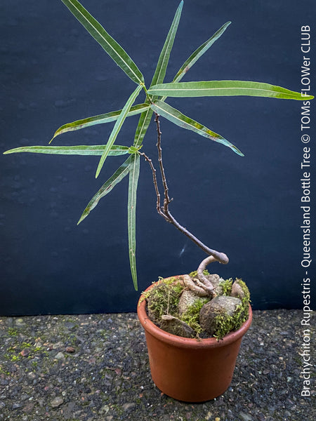 Brachychiton Rupestris, Queensland Bottle Tree, bonsai tree, narrow-leaved bottle tree, organically grown tropical plants for sale at TOMs FLOWer CLUB.