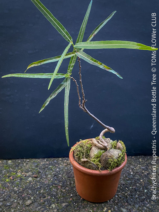 Brachychiton Rupestris, Queensland Bottle Tree, bonsai tree, narrow-leaved bottle tree, organically grown tropical plants for sale at TOMs FLOWer CLUB.