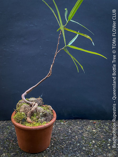 Brachychiton Rupestris, Queensland Bottle Tree, bonsai tree, narrow-leaved bottle tree, organically grown tropical plants for sale at TOMs FLOWer CLUB.
