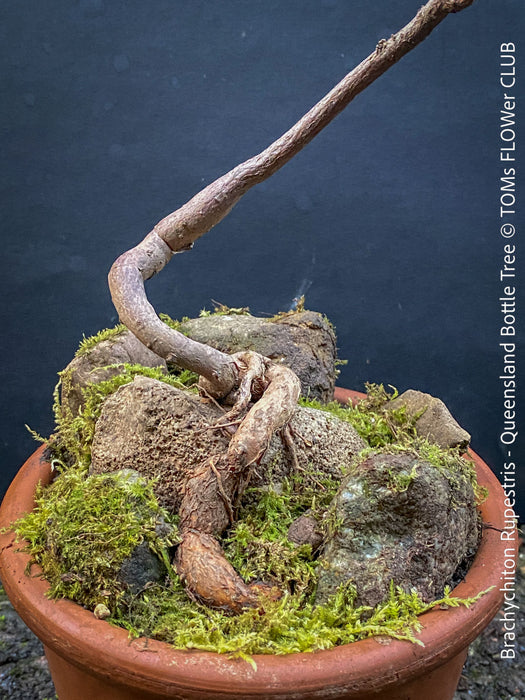 Brachychiton Rupestris, Queensland Bottle Tree, bonsai tree, narrow-leaved bottle tree, organically grown tropical plants for sale at TOMs FLOWer CLUB.