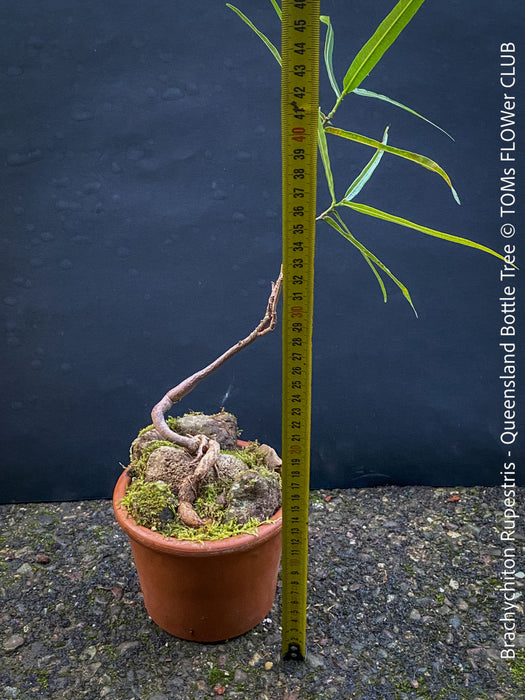 Brachychiton Rupestris, Queensland Bottle Tree, bonsai tree, narrow-leaved bottle tree, organically grown tropical plants for sale at TOMs FLOWer CLUB.