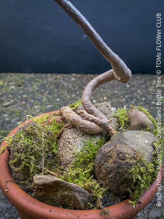 Brachychiton Rupestris, Queensland Bottle Tree, bonsai tree, narrow-leaved bottle tree, organically grown tropical plants for sale at TOMs FLOWer CLUB.