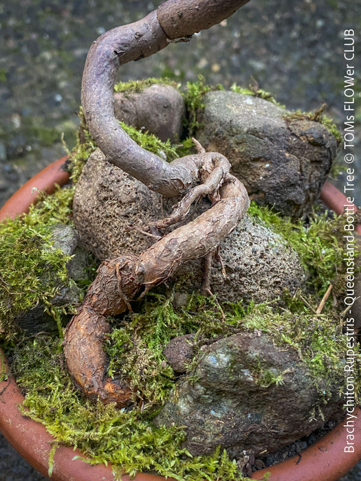 Brachychiton Rupestris, Queensland Bottle Tree, bonsai tree, narrow-leaved bottle tree, organically grown tropical plants for sale at TOMs FLOWer CLUB.
