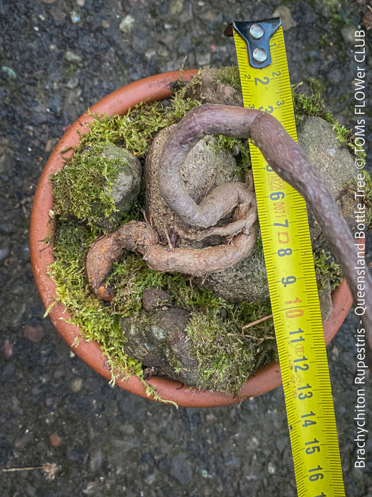 Brachychiton Rupestris, Queensland Bottle Tree, bonsai tree, narrow-leaved bottle tree, organically grown tropical plants for sale at TOMs FLOWer CLUB.