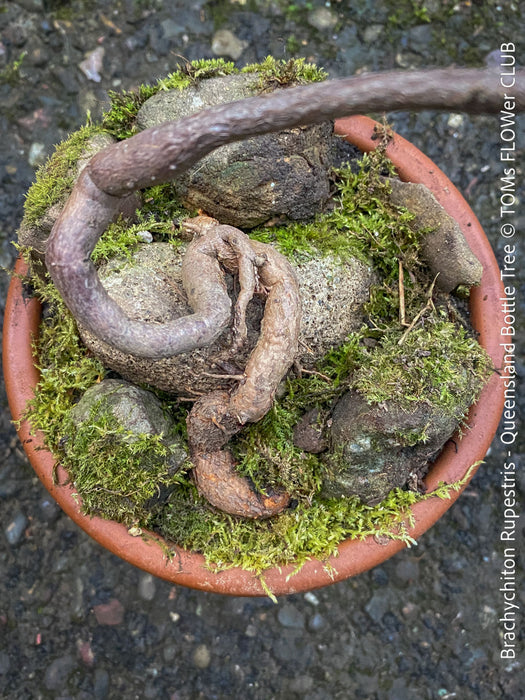 Brachychiton Rupestris, Queensland Bottle Tree, bonsai tree, narrow-leaved bottle tree, organically grown tropical plants for sale at TOMs FLOWer CLUB.