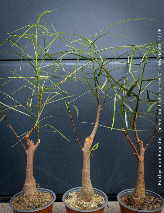 Brachychiton Rupestris / narrow-leaved bottle tree or Queensland bottle tree, organically grown tropical plants for sale at TOMs FLOWer CLUB.