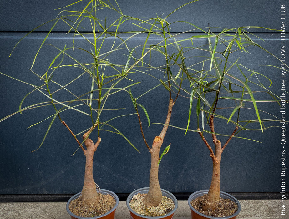Brachychiton Rupestris / narrow-leaved bottle tree or Queensland bottle tree, organically grown tropical plants for sale at TOMs FLOWer CLUB.