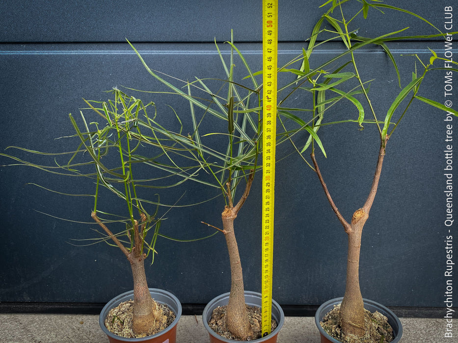 Brachychiton Rupestris / narrow-leaved bottle tree or Queensland bottle tree, organically grown tropical plants for sale at TOMs FLOWer CLUB.