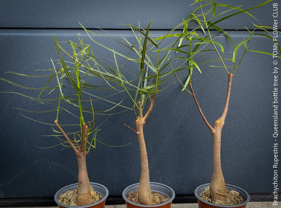 Brachychiton Rupestris / narrow-leaved bottle tree or Queensland bottle tree, organically grown tropical plants for sale at TOMs FLOWer CLUB.