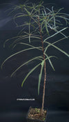 Brachychiton Rupestris / narrow-leaved bottle tree or Queensland bottle tree, organically grown tropical plants for sale at TOMs FLOWer CLUB.