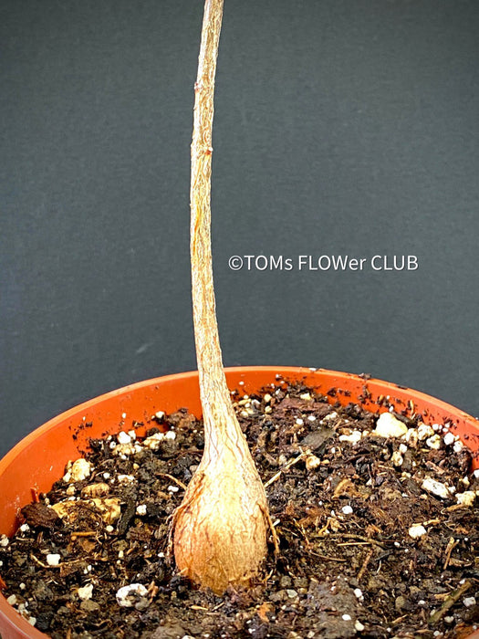 Brachychiton Rupestris / narrow-leaved bottle tree or Queensland bottle tree, organically grown tropical plants for sale at TOMs FLOWer CLUB.