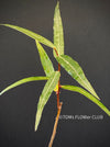 Brachychiton Rupestris / narrow-leaved bottle tree or Queensland bottle tree, organically grown tropical plants for sale at TOMs FLOWer CLUB.