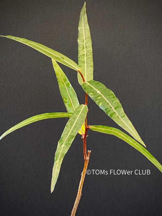 Brachychiton Rupestris / narrow-leaved bottle tree or Queensland bottle tree, organically grown tropical plants for sale at TOMs FLOWer CLUB.