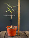 Brachychiton Rupestris / narrow-leaved bottle tree or Queensland bottle tree, organically grown tropical plants for sale at TOMs FLOWer CLUB.