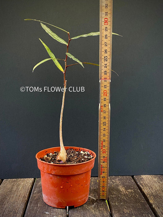 Brachychiton Rupestris / narrow-leaved bottle tree or Queensland bottle tree, organically grown tropical plants for sale at TOMs FLOWer CLUB.