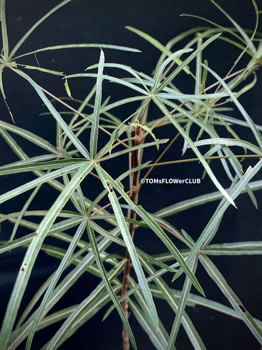 Brachychiton Rupestris / narrow-leaved bottle tree or Queensland bottle tree, organically grown tropical plants for sale at TOMs FLOWer CLUB.