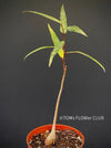 Brachychiton Rupestris / narrow-leaved bottle tree or Queensland bottle tree, organically grown tropical plants for sale at TOMs FLOWer CLUB.