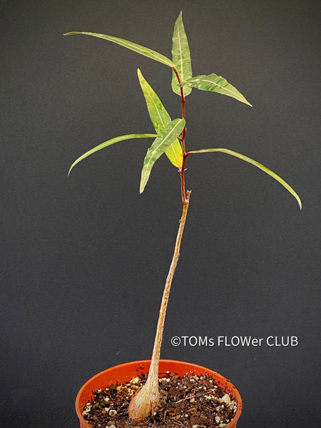 Brachychiton Rupestris / narrow-leaved bottle tree or Queensland bottle tree, organically grown tropical plants for sale at TOMs FLOWer CLUB.