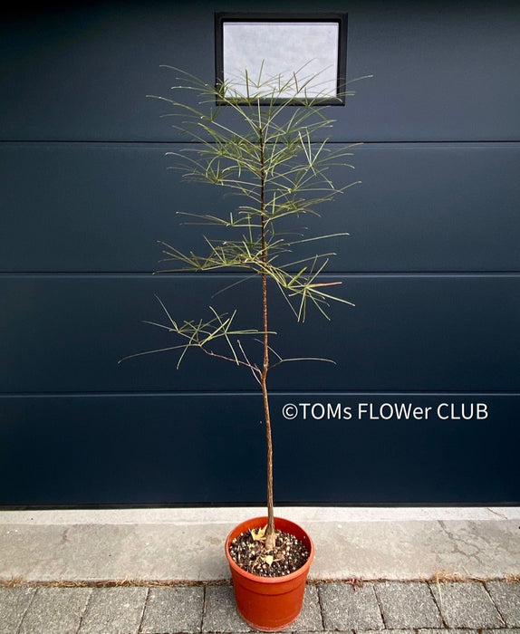 Brachychiton Rupestris / narrow-leaved bottle tree or Queensland bottle tree, organically grown tropical plants for sale at TOMs FLOWer CLUB.