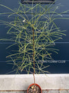 Brachychiton Rupestris / narrow-leaved bottle tree or Queensland bottle tree, organically grown tropical plants for sale at TOMs FLOWer CLUB.