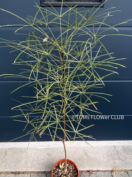 Brachychiton Rupestris / narrow-leaved bottle tree or Queensland bottle tree, organically grown tropical plants for sale at TOMs FLOWer CLUB.