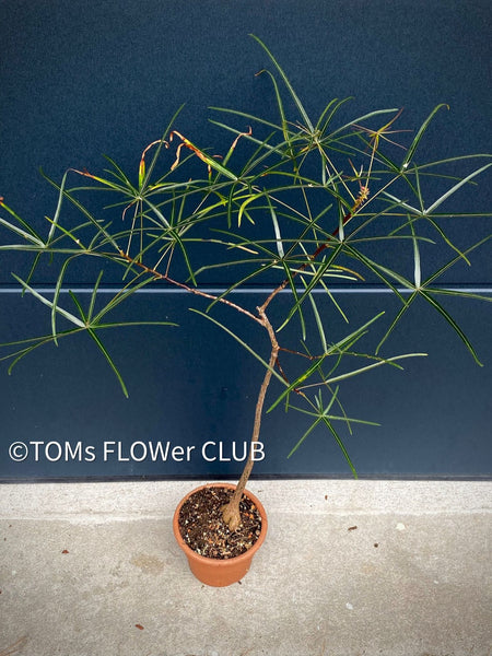 Brachychiton Rupestris / narrow-leaved bottle tree or Queensland bottle tree, organically grown tropical plants for sale at TOMs FLOWer CLUB.