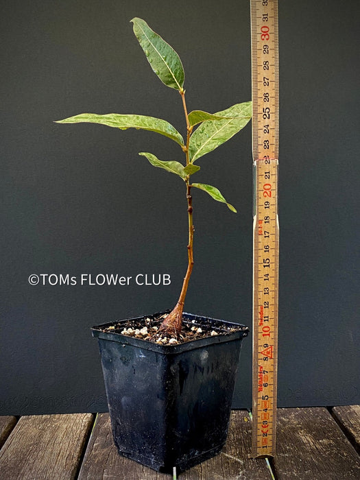 Brachychiton Populneus / bottle tree or Queensland bottle tree, organically grown tropical plants for sale at TOMs FLOWer CLUB.