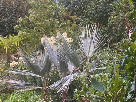 Brahea armata palm tree, blue hesperid palm, organically grown plants for sale at TOMs FLOWer CLUB, Brahea glauca, Brahea roezlii, Erythea armata, Erythea elegans, Blue Mexican palm, Blue Hesper palm