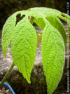 Brassaiopsis Mitis - Himalayan Umbrella Aralia, hardy, winterhart, organically grown garden plants, scrubs and trees for sale at TOMs FLOWer CLUB.