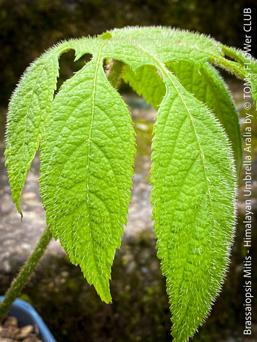 Brassaiopsis Mitis - Himalayan Umbrella Aralia, hardy, winterhart, organically grown garden plants, scrubs and trees for sale at TOMs FLOWer CLUB.