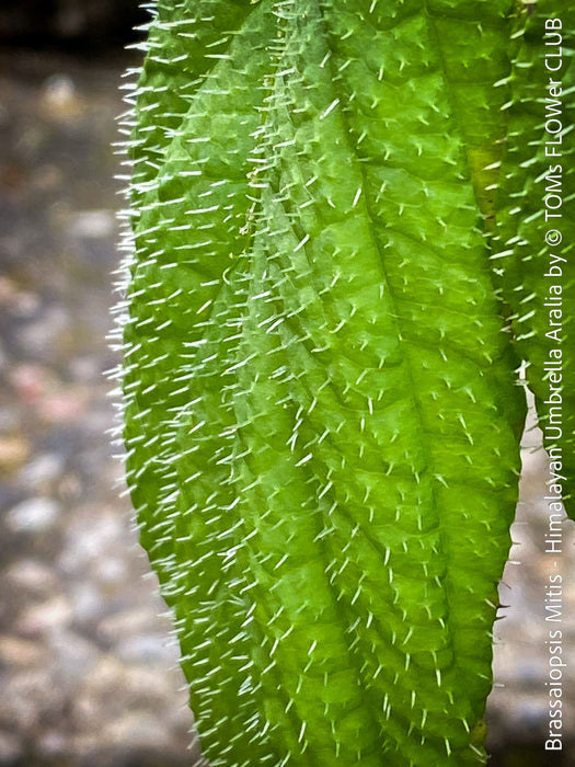 Brassaiopsis Mitis - Himalayan Umbrella Aralia, hardy, winterhart, organically grown garden plants, scrubs and trees for sale at TOMs FLOWer CLUB.