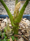 Brassaiopsis Mitis - Himalayan Umbrella Aralia, hardy, winterhart, organically grown garden plants, scrubs and trees for sale at TOMs FLOWer CLUB.