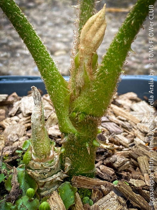 Brassaiopsis Mitis - Himalayan Umbrella Aralia, hardy, winterhart, organically grown garden plants, scrubs and trees for sale at TOMs FLOWer CLUB.