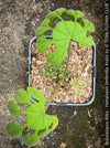 Brassaiopsis Mitis - Himalayan Umbrella Aralia, hardy, winterhart, organically grown garden plants, scrubs and trees for sale at TOMs FLOWer CLUB.