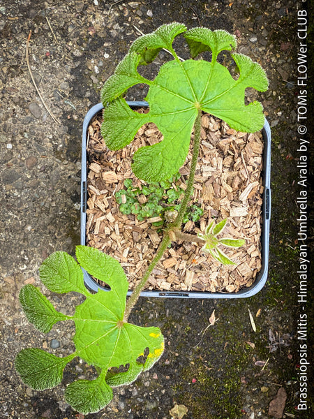 Brassaiopsis Mitis - Himalayan Umbrella Aralia, hardy, winterhart, organically grown garden plants, scrubs and trees for sale at TOMs FLOWer CLUB.