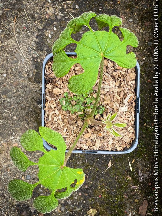 Brassaiopsis Mitis - Himalayan Umbrella Aralia, hardy, winterhart, organically grown garden plants, scrubs and trees for sale at TOMs FLOWer CLUB.