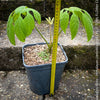 Brassaiopsis Mitis - Himalayan Umbrella Aralia, hardy, winterhart, organically grown garden plants, scrubs and trees for sale at TOMs FLOWer CLUB.