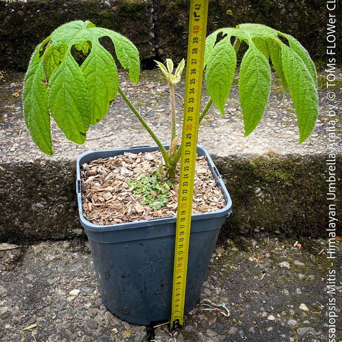 Brassaiopsis Mitis - Himalayan Umbrella Aralia, hardy, winterhart, organically grown garden plants, scrubs and trees for sale at TOMs FLOWer CLUB.